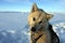 Sled dog on the pack ice of East Greenland