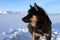 Sled dog on the pack ice of East Greenland