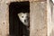 Sled Dog In Plywood Kennel