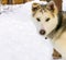Sled dog puppy Siberian Husky closeup.