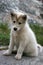 Sled dog puppy sitting in Ilulissat