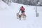 Sled Dog Race, dogs and driver during the competition