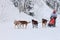 Sled Dog Race, dogs and driver during the competition on the winter road