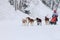 Sled Dog Race, driver and dogs during the competition on the winter road