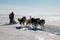 Sled dog race Husky in winter