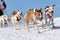 Sled dog race on snow in winter.