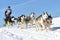 Sled dog race on snow in winter.