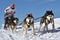 Sled dog race on snow in winter.