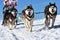 Sled dog race on snow in winter