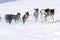 Sled dog race on snow in winter