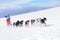 Sled dog race on snow in winter