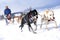 Sled dog race on snow in winter