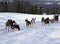 Sled dog racing