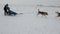 Sled dog racing