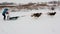 Sled dog racing