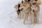 Sled dog racing with husky dogs, front view, close-up