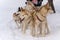 Sled dog racing with husky dogs, front view, close-up