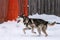 Sled dog racing. Husky sled dogs team in harness run and pull dog driver. Winter sport championship competition