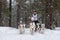 Sled dog racing. Husky sled dogs team pull a sled with dog musher. Winter competition