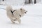 Sled dog racing. Samoyed sled dog in harness run and pull dog driver. Winter sport championship competition