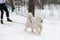 Sled dog racing. Samoyed sled dog in harness run and pull dog driver. Winter sport championship competition