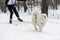 Sled dog racing. Samoyed sled dog in harness run and pull dog driver. Winter sport championship competition