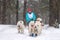 Sled dog racing. Samoyed sled dogs team pull a sled with dog driver. Winter competition