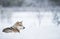 Sled dog resting on snow