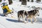 Sled dog scene in the Italian alps