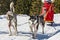 Sled dog scene in the Italian alps