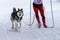 Sled dog skijoring. Husky sled dog pull dog driver. Sport championship competition