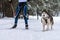 Sled dog skijoring. Husky sled dog pull dog driver. Sport championship competition