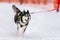 Sled dog skijoring. Husky sled dog pull dog musher. Sport championship competition