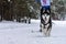 Sled dog skijoring. Husky sled dog pull dog musher. Sport championship competition