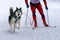 Sled dog skijoring. Husky sled dog pull dog musher. Sport championship competition