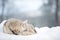 Sled dog sleeping on snow