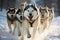 Sled dog team, lined up in perfect formation with their dog sledding harnesses, eager for an exciting winter journey