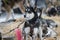 Sled Dog Waits to Be Fed at Rest Stop Winter