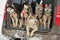 Sled dogs