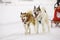 Sled dogs