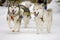 Sled dogs