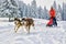 Sled dogs in competition running in frozen land