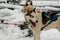 Sled dogs in harness ready to carry its passenger on sledges in polar Finnish Lapland