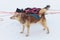 Sled dogs huskies are harnessed to a sleigh in winter for a trip through the snow