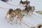 Sled dogs huskies are harnessed to a sleigh in winter for a trip through the snow