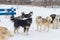 Sled Dogs huskies rest in the snow before sledding in winter