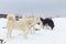 Sled Dogs huskies rest in the snow before sledding in winter