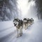 Sled dogs husky huskies in a harness on the snow, close-up,