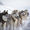 Sled dogs husky huskies in a harness on the snow, close-up,