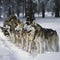 Sled dogs husky huskies in a harness on the snow, close-up,